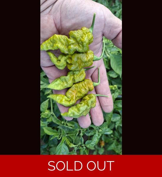 Faddas Mustard  (10+SEEDS)